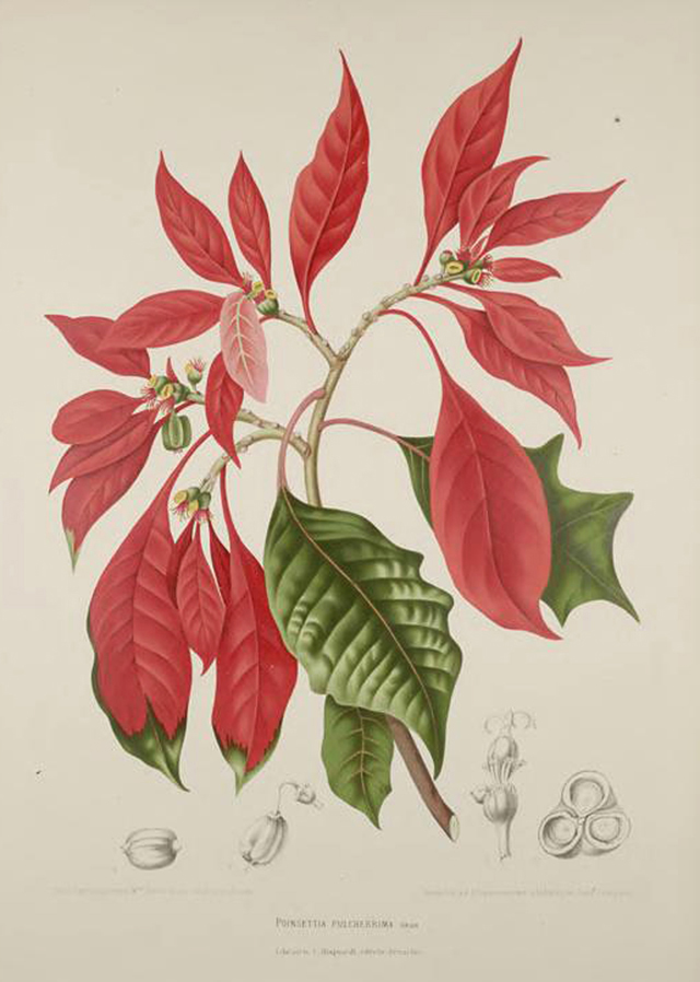 Poinsettia Botanical Illustration Berthe Hoola Van Nooten 1880