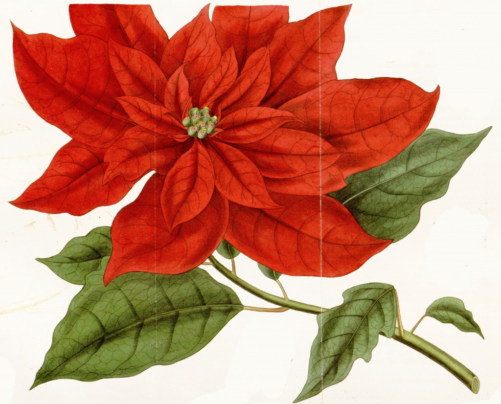 Poinsettia Botanical Illustration circa 1836 by Walter Hood Fitch (1817-1892)