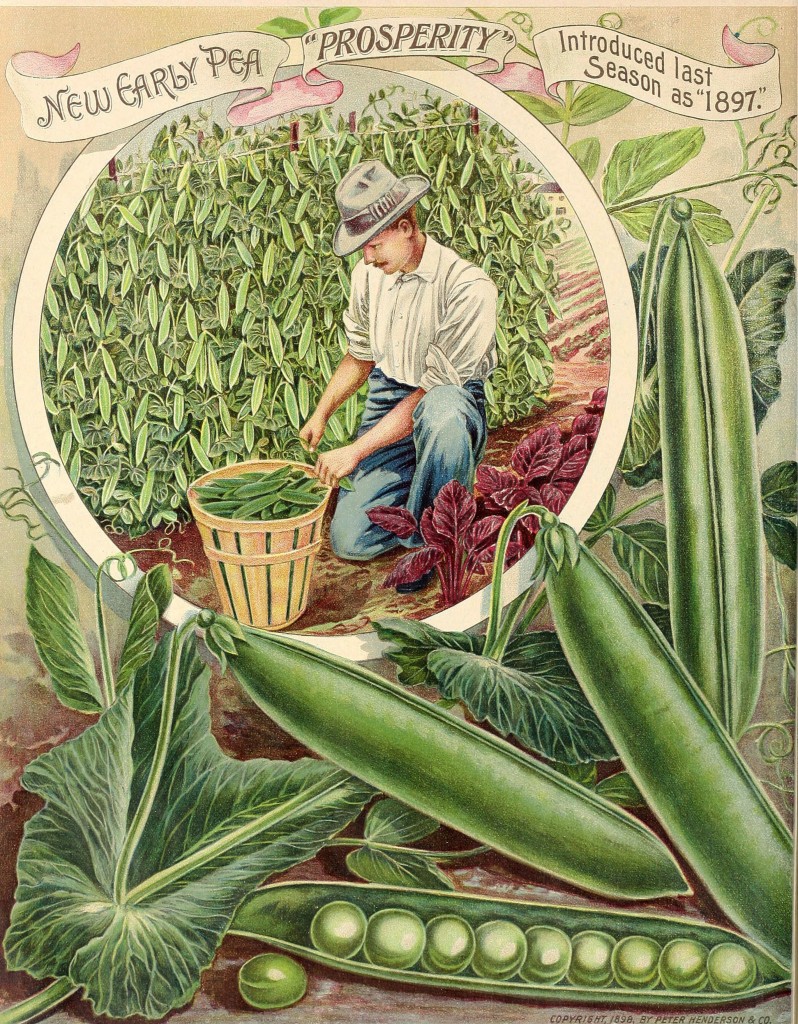 Illustration of a Man in a Bean Field circa 1898 - Peter Henderson Co.