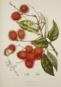 Rambutan Botanical Illustration Berthe Hoola Van Nooten 1880