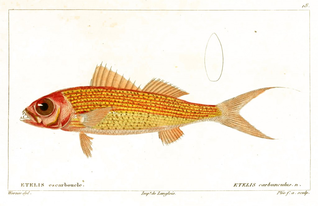 Red Snapper by Jean-Charles Werner via Cuvier and Valenciennes circa 1828-1849