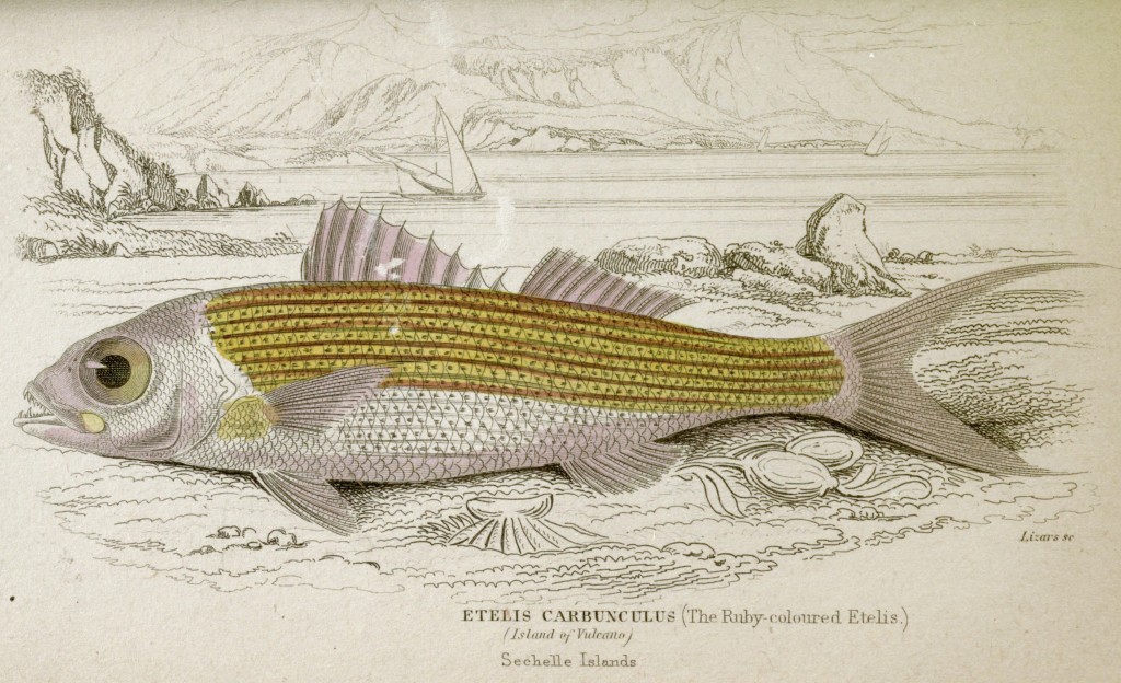 Red Snapper and View of Volcano Island Seycelles by Sir William Jardine pub Lizars circa 1843