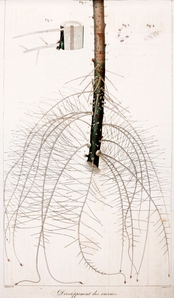 Root Development French Antique Print circa 1826
