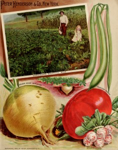 Illustration Vegetable Varieties - Rutabaga, Tomato, Radish and Beans circa 1899 - Peter Henderson Co.
