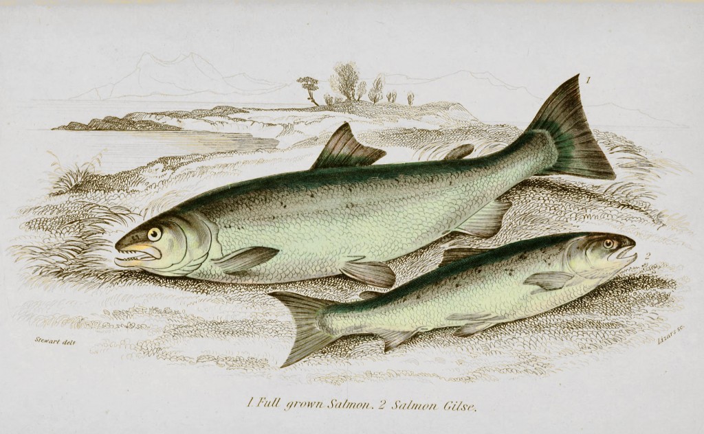 Salmon Illustration by Stewart and Lizars circa 1852