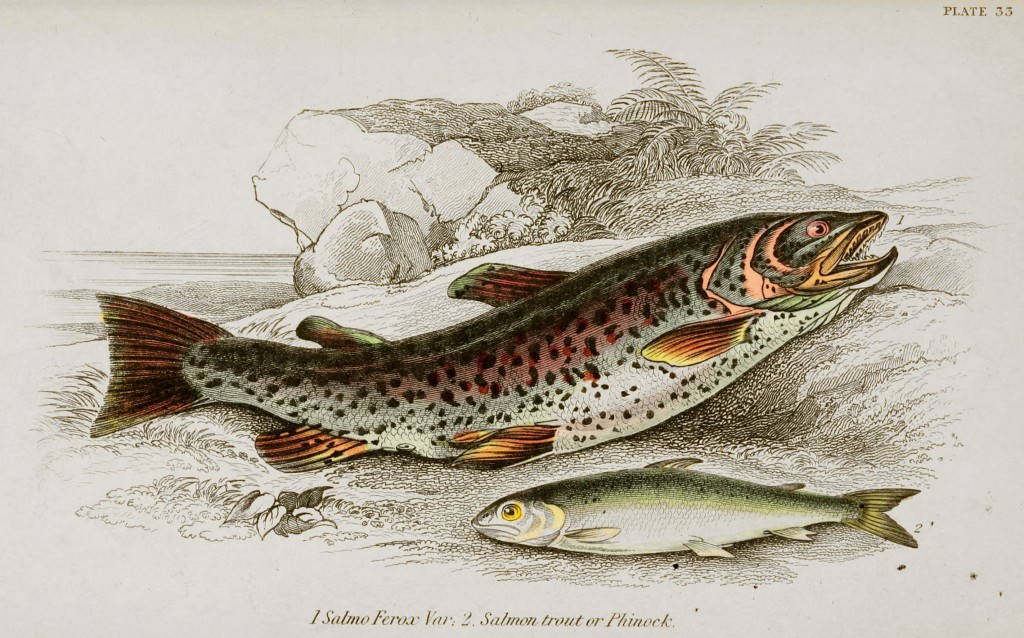 Salmon Trout Illustration by Stewart and Lizars circa 1852