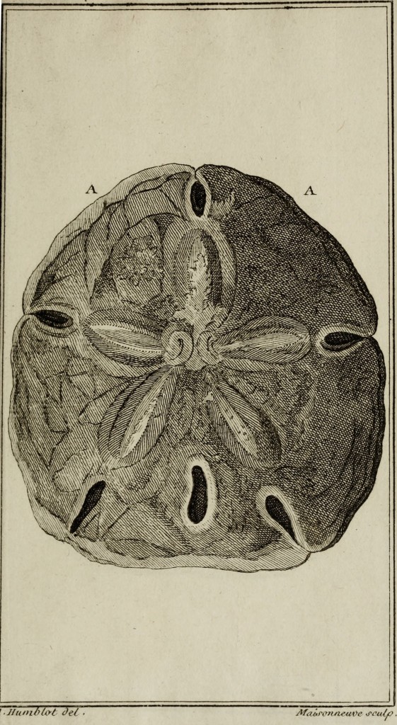 Sand Dollar Illustration from Ordre Naturel des oursins de mer et fossiles by Jacob Theodor Klein circa 1754