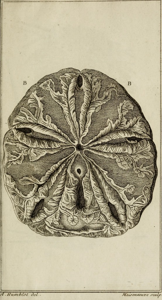 Sand Dollar Illustration from Ordre Naturel des oursins de mer et fossiles by Jacob Theodor Klein circa 1754