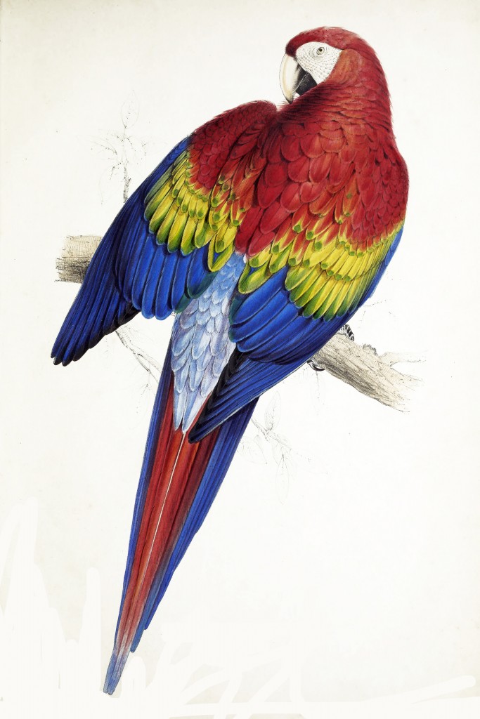 Scarlet Macaw Antique Illustration by Edward Lear circa 1832