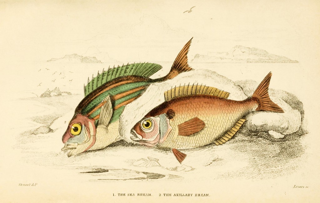 Sea Bream and Axillary Bream Illustration by Stewart and Lizars circa 1852
