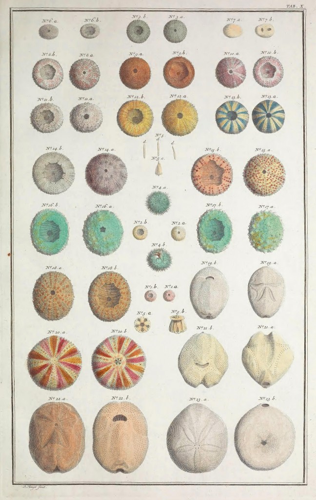 Sea Urchin Antique Pint from Locupletissimi rerum naturalium by Albert Seba circa 1734
