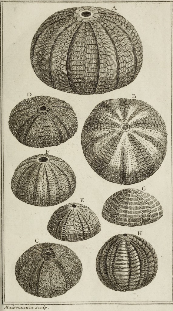 Sea Urchin Illustration from Ordre Naturel des oursins de mer et fossiles by Jacob Theodor Klein circa 1754