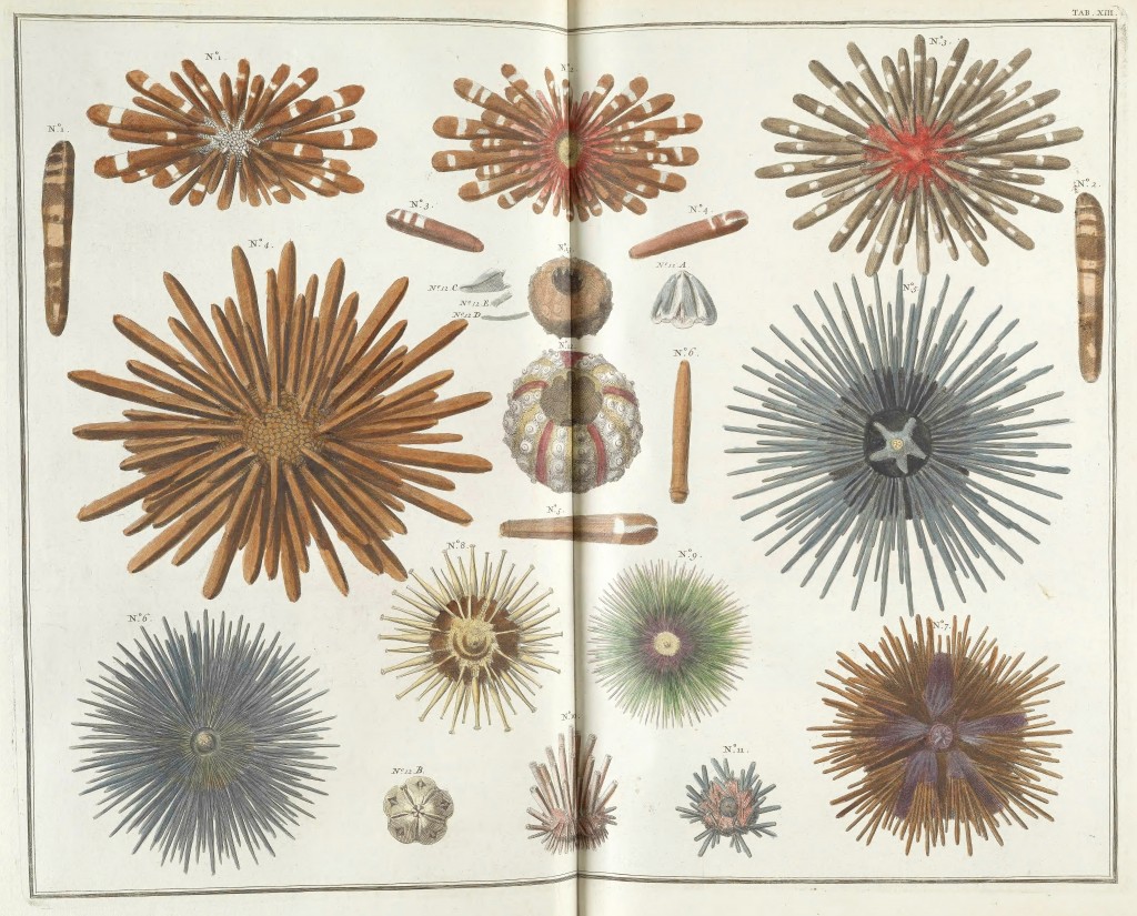 Sea Urchin Antique Pint from Locupletissimi rerum naturalium by Albert Seba circa 1734