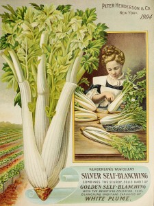 Illustration of Woman and Silver Self-blanching Celery circa 1904 - Peter Henderson Co.