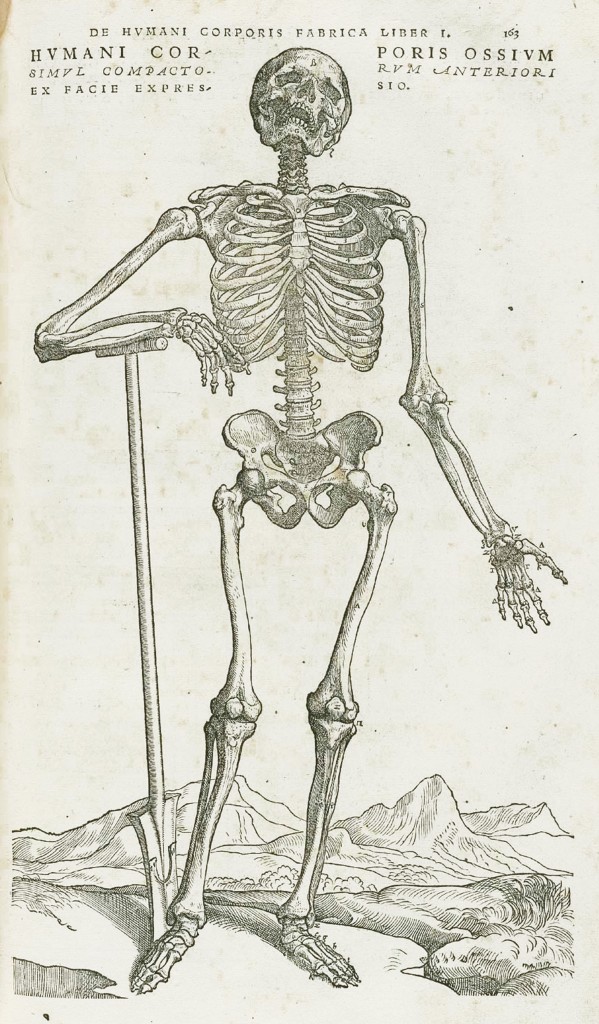 Skeleton Image from Andreas Vesalius (1514-1564) De Humani Corporis Fabrica