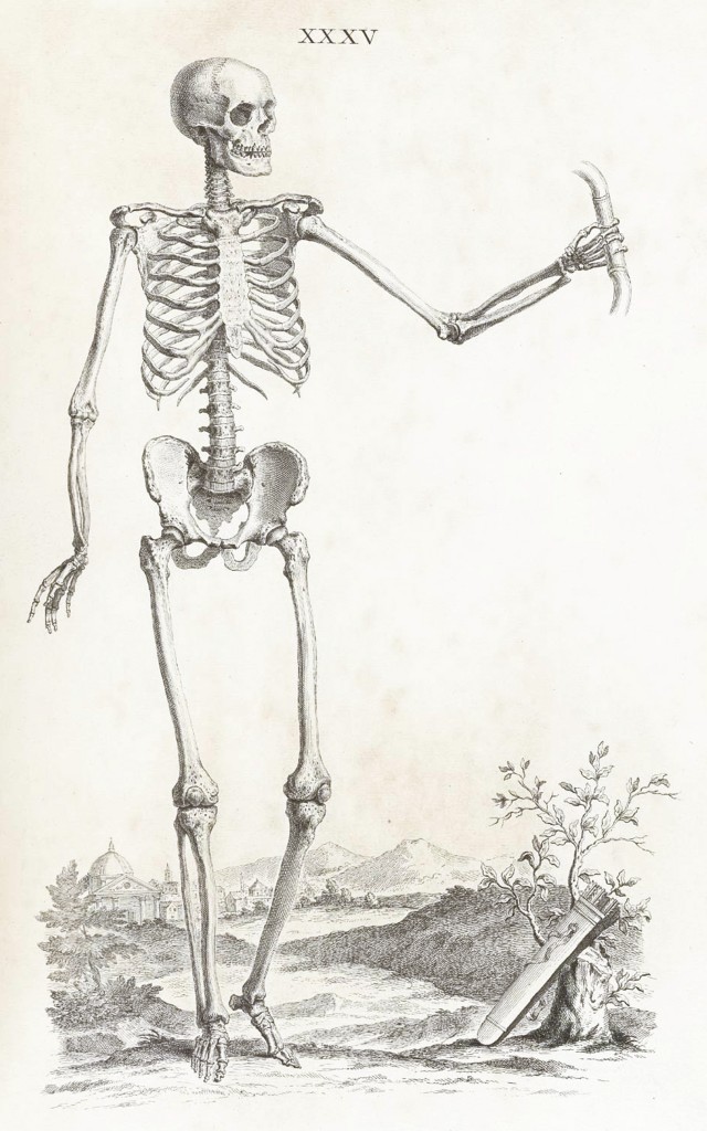 Skeleton Illustration from William Cheselde (1688-1752) Osteographia circa 1733