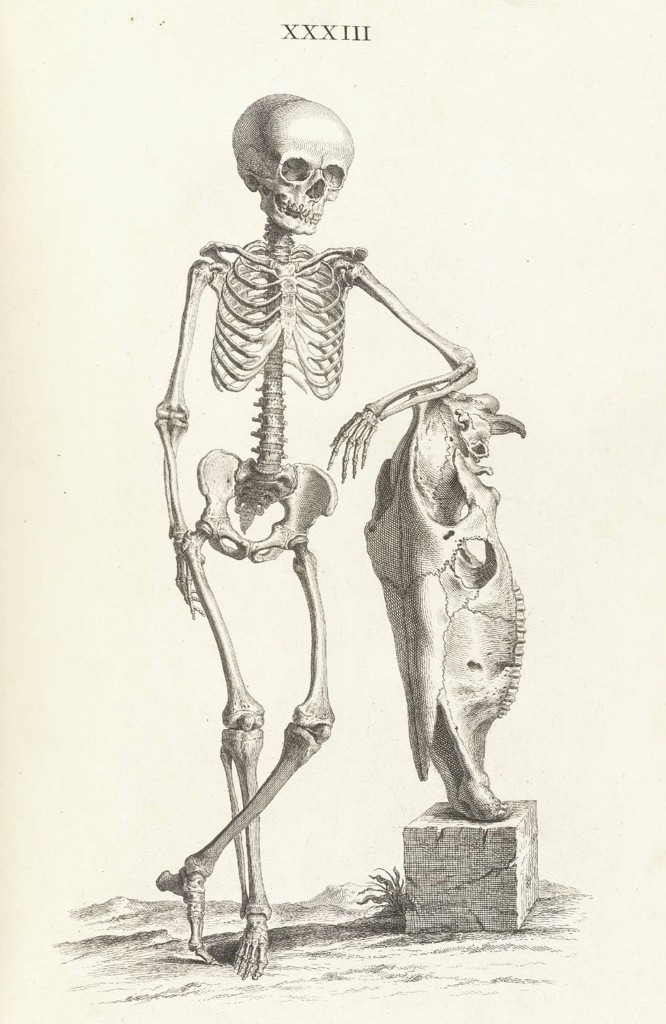 Skeleton Illustration from William Cheselde (1688-1752) Osteographia circa 1733