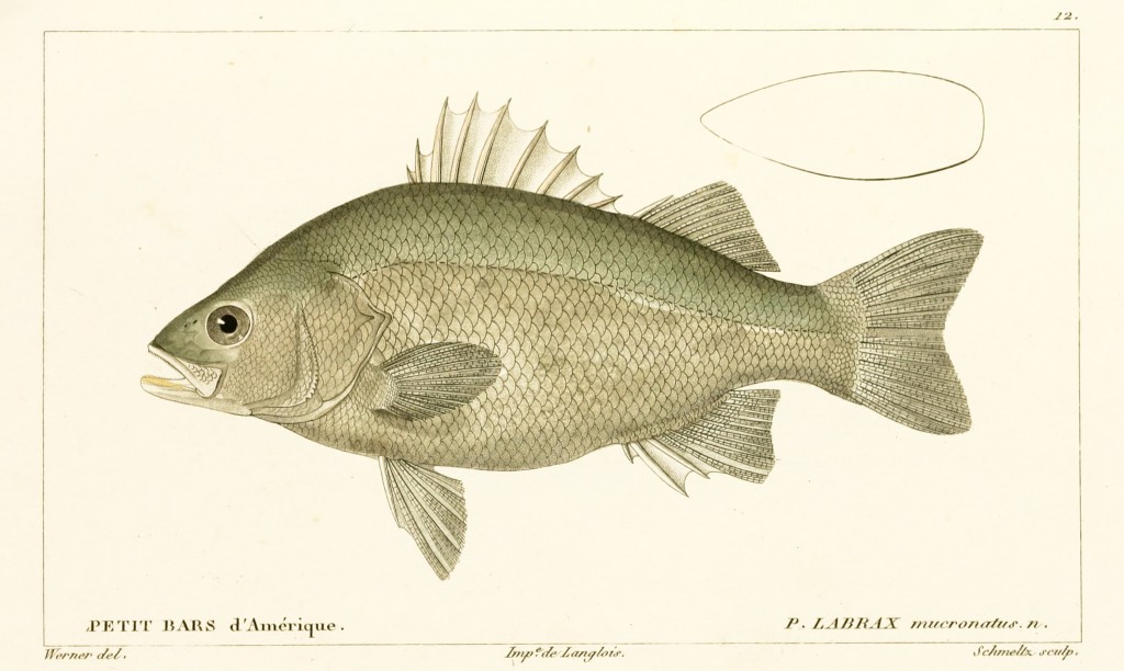 Small American Bass by Jean-Charles Werner via Cuvier and Valenciennes circa 1828-1849