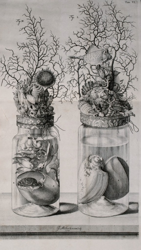 Specimen Jar Illustration circa 1710 of Frederik Ruysch from Thesaurus animalium