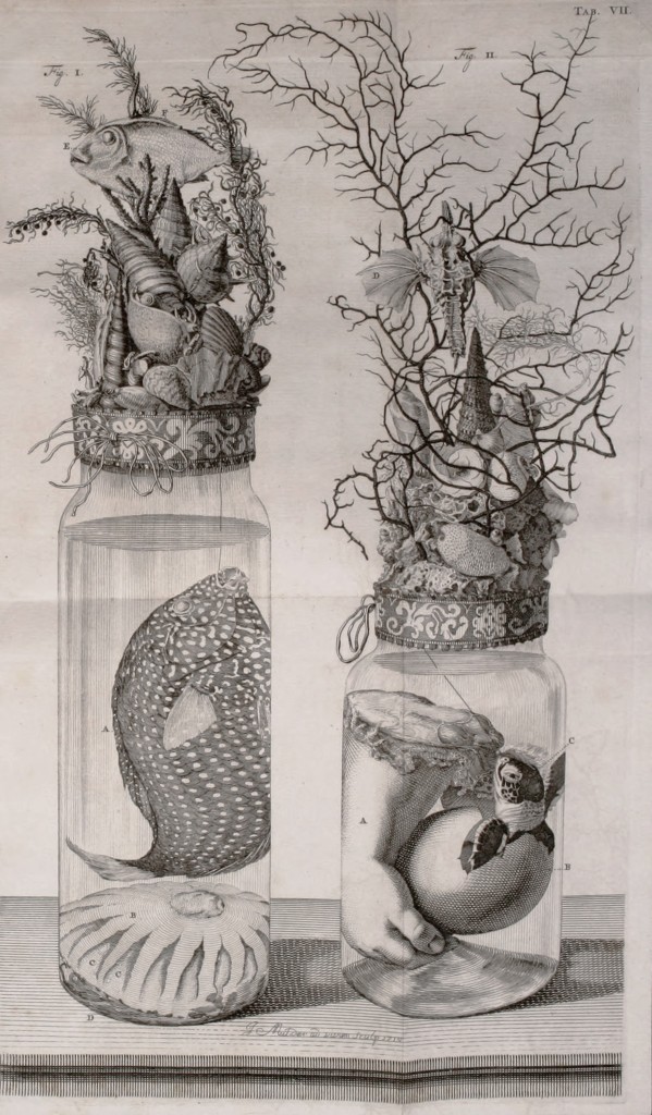 Specimen Jar Illustration circa 1710 of Frederik Ruysch from Thesaurus animalium