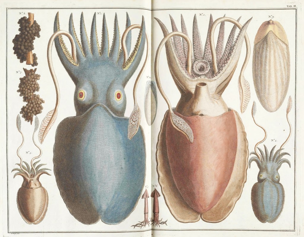 Squid Antique Pint from Locupletissimi rerum naturalium by Albert Seba circa 1734