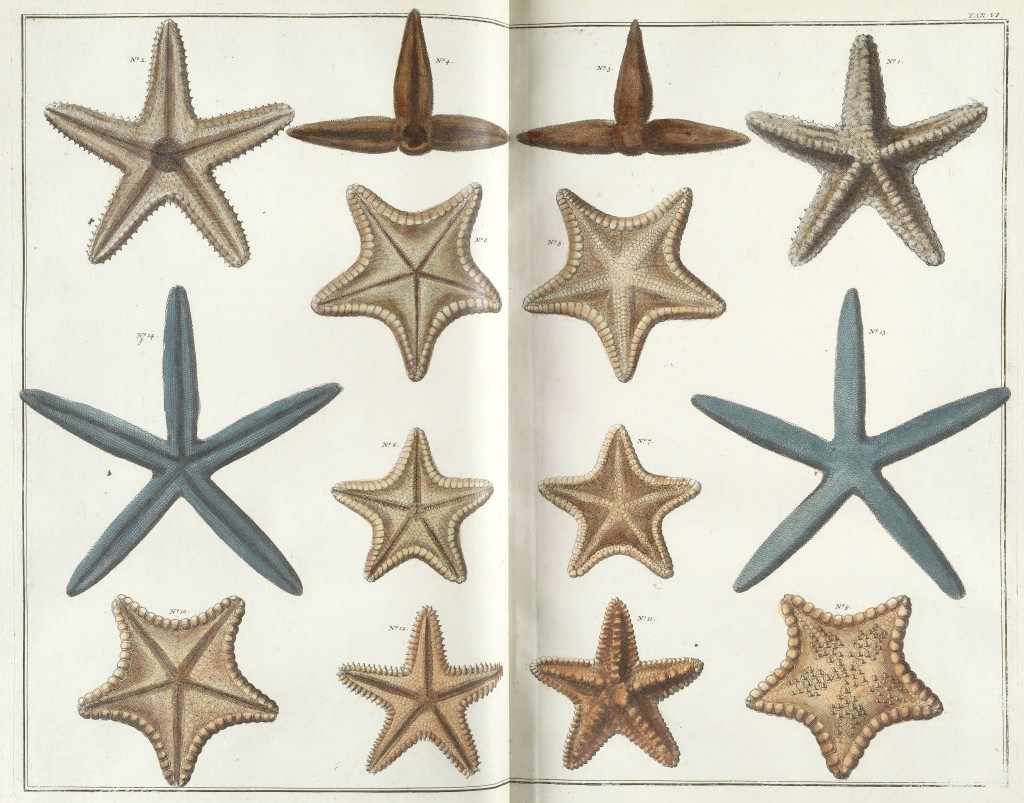 Starfish Antique Pint from Locupletissimi rerum naturalium by Albert Seba circa 1734