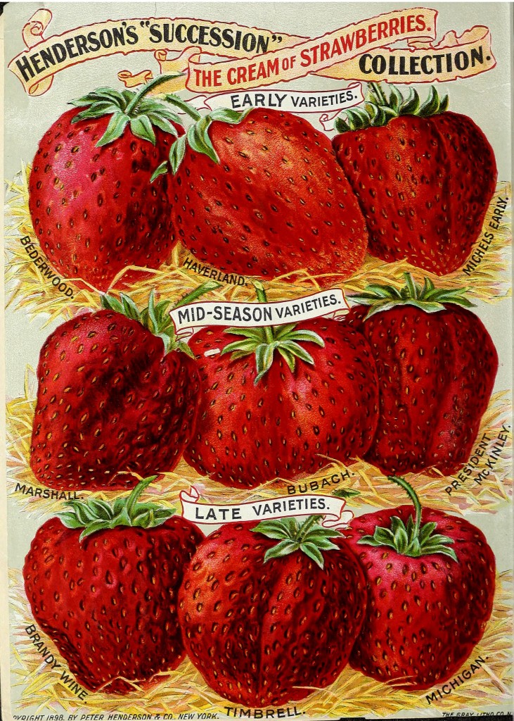 Strawberry Illustration circa 1898 - Peter Henderson Co.