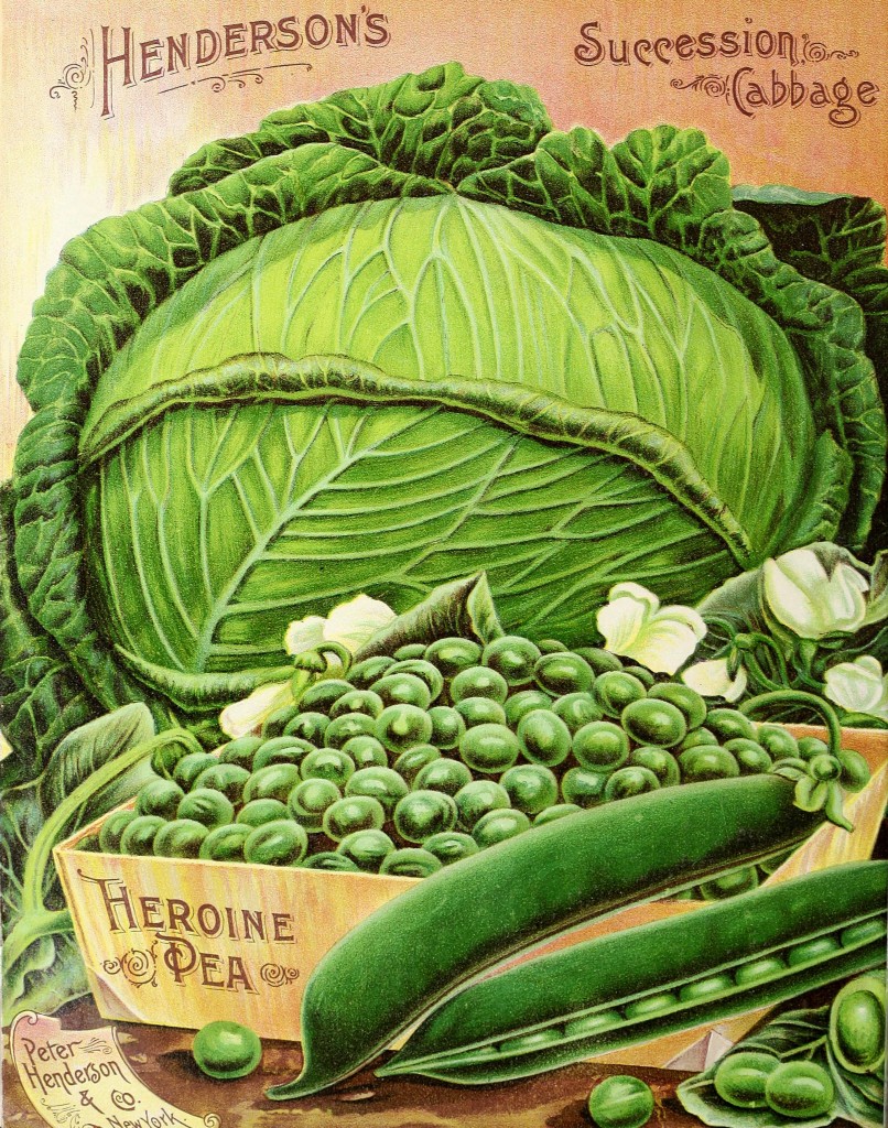 Illustration Vegetable Varieties - Cabbage, Peas and Beans circa 1895 - Peter Henderson Co.