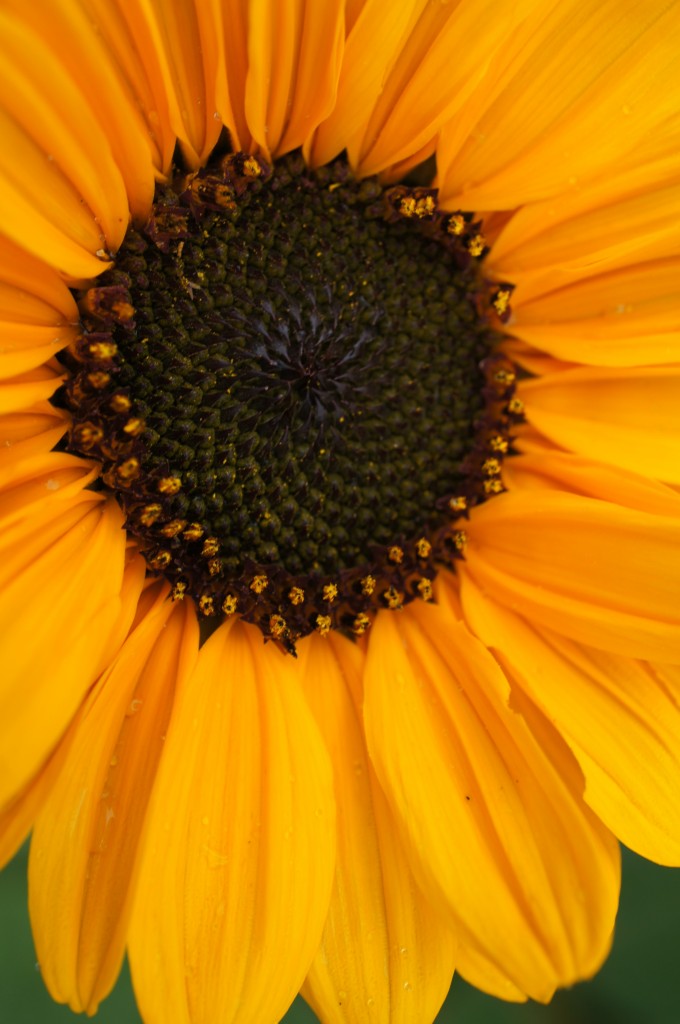 Sunflower and Seeds Images