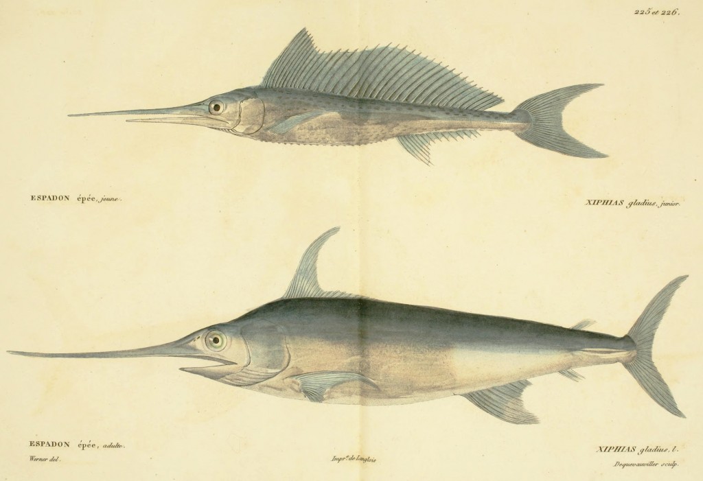 Swordfish by Jean-Charles Werner via Cuvier and Valenciennes circa 1828-1849