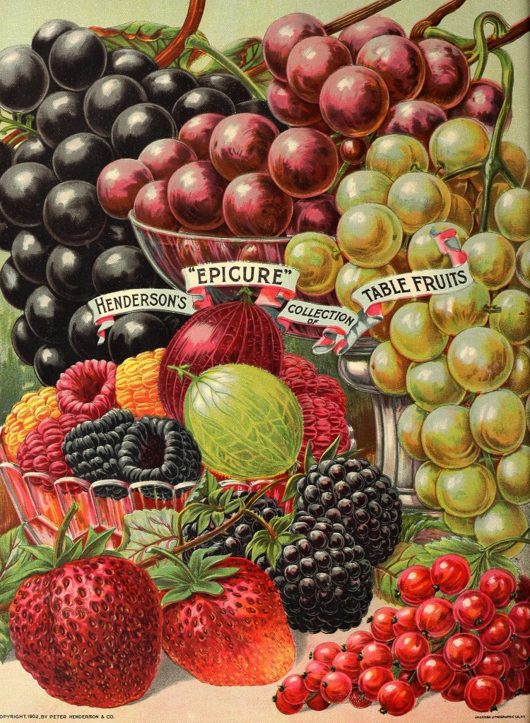Illustration - Fruit Varieties - Grapes, Strawberries, Raspberries and Currants circa 1902 - Peter Henderson Co.