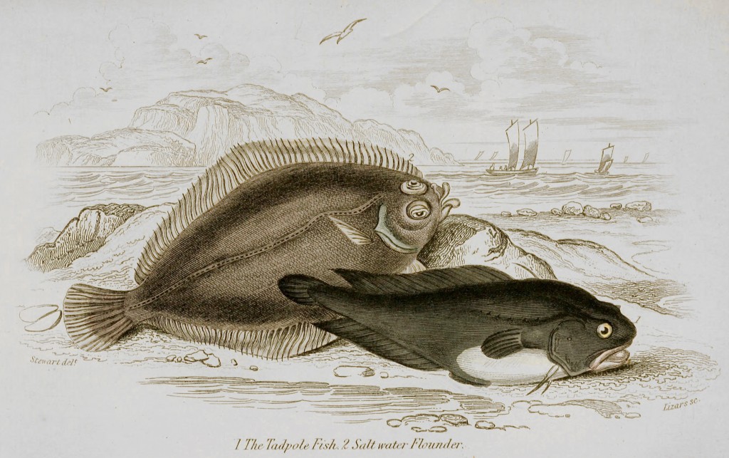 Tadpole Fish and Salt Water Flounder Illustration by Stewart and Lizars circa 1854