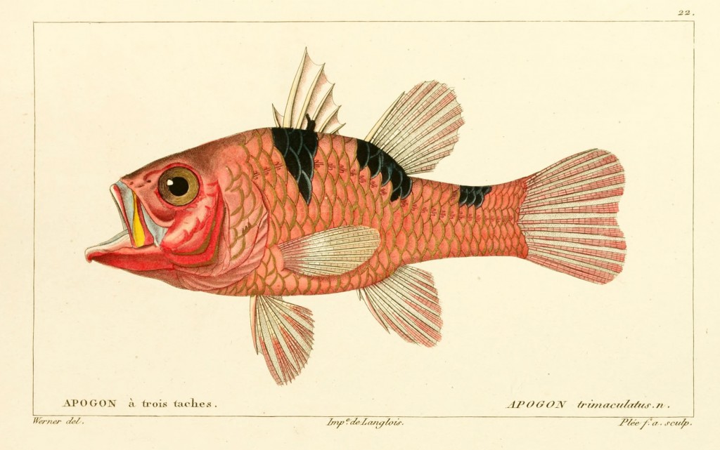 Three Spotted Cardinalfish by Jean-Charles Werner via Cuvier and Valenciennes circa 1828-1849