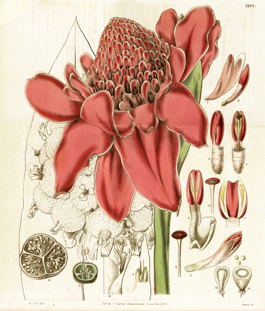 Etlingera elatior Ginger Torch Botanical Illustration circa 1832
