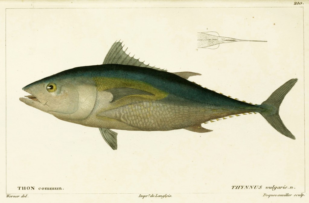 Common Tuna by Jean-Charles Werner via Cuvier and Valenciennes circa 1828-1849