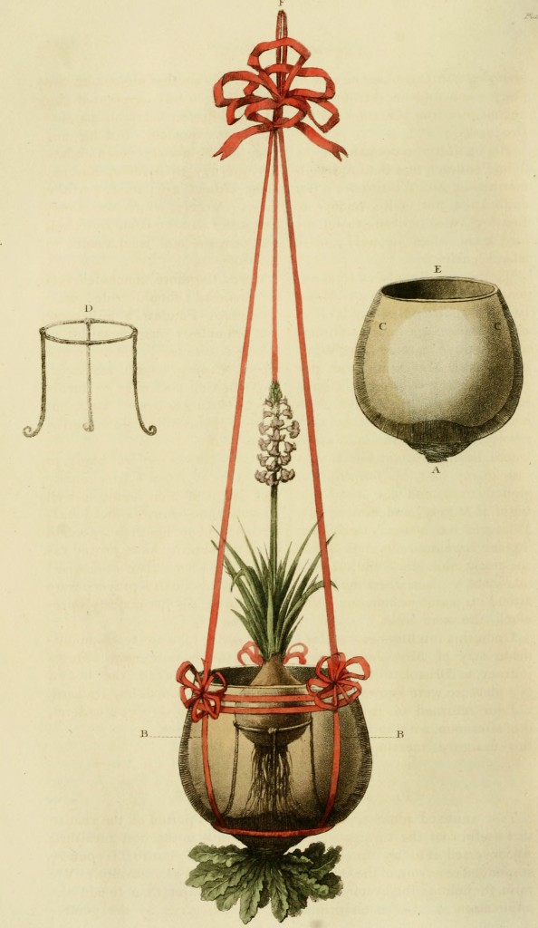 Turnip Housing a Hyacinth circa 1821 from Ackermann's Repository