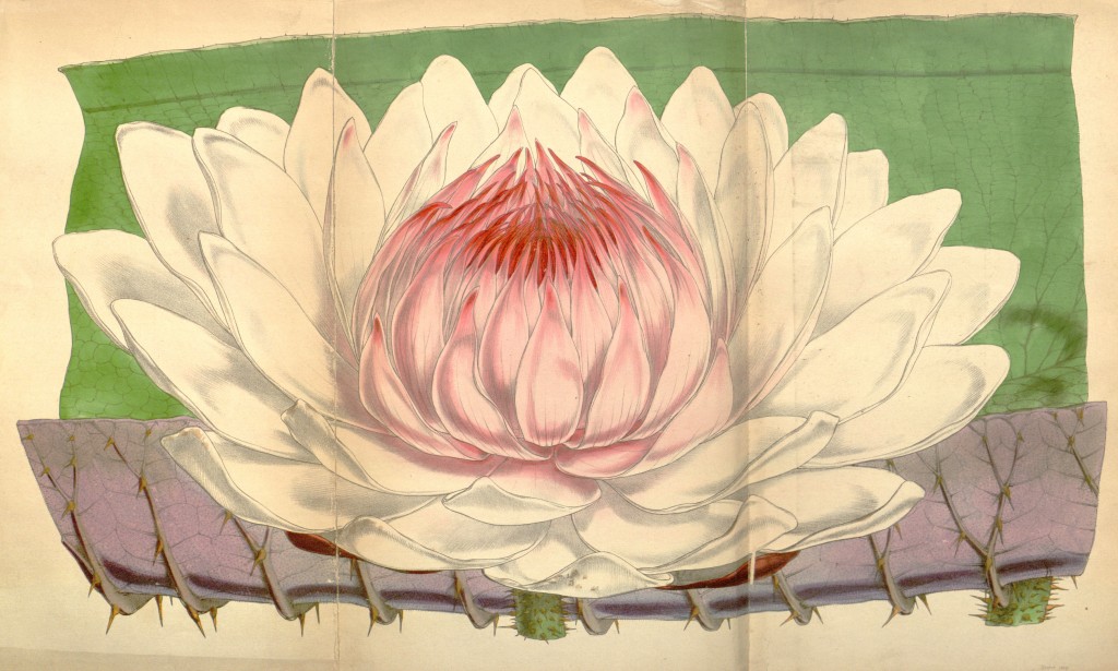 Victoria Regina Botanical Illustration by Walter Hood Fitch circa 1847