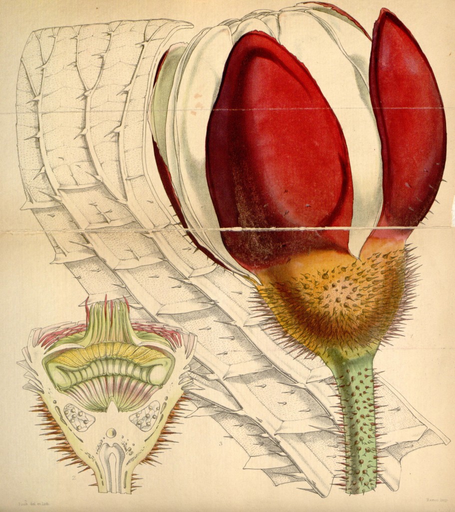 Victoria Regina Botanical Illustration by Walter Hood Fitch circa 1847