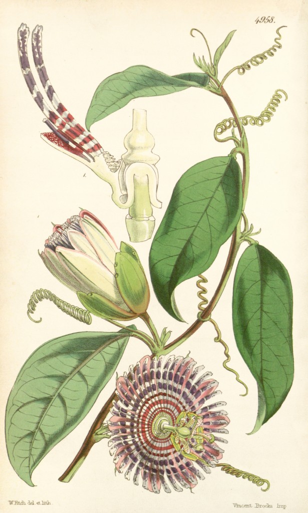 Water Lemon Passion Flower Botanical Illustration circa 1857 by Walter Hood Fitch (1817-1892)
