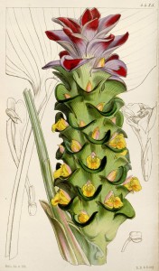 White Turmeric Botanical Illustration circa 1849 by Walter Hood Fitch (1817-1892)