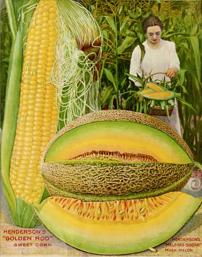 Illustration of a Woman in a Corn Field with a Melon in the Foreground circa 1911 - Peter Henderson Co.