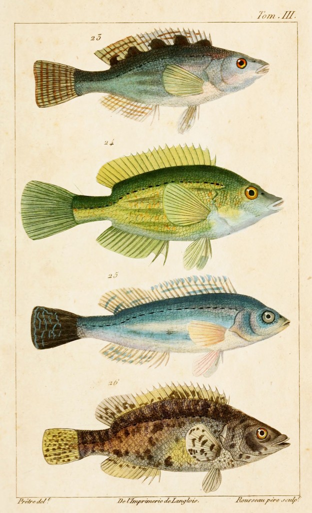 Wrasse Fish Zoological Illustrations by J.G. Pretre circa 1826