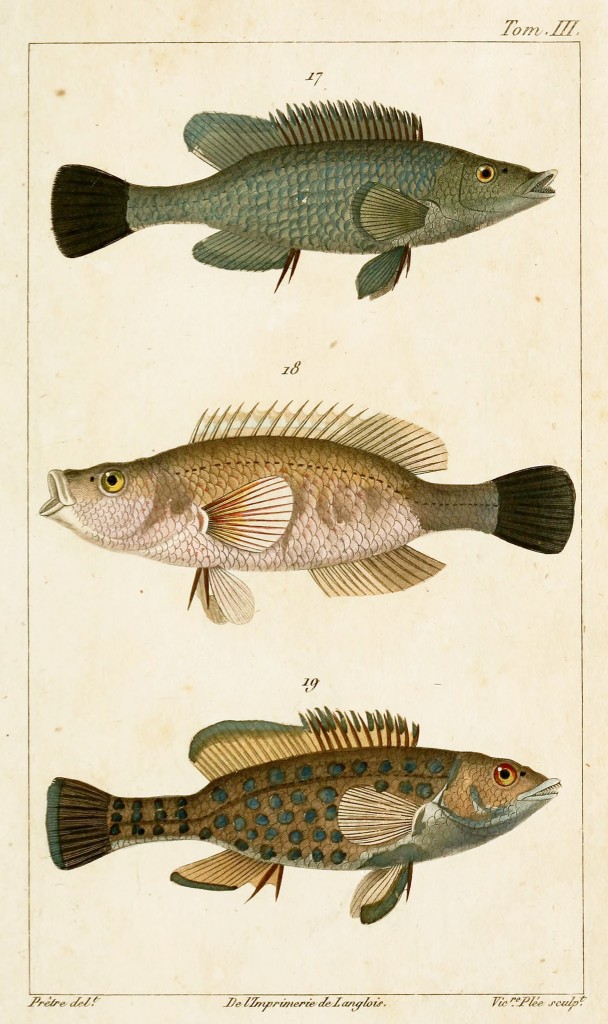 Wrasse Fish Zoological Illustrations by J.G. Pretre circa 1826 17. Labrus ossifagus 18. Red naped wrasse (Labrus rubiginosus) 19. Goldsinny wrasse (Labrus rupestris)