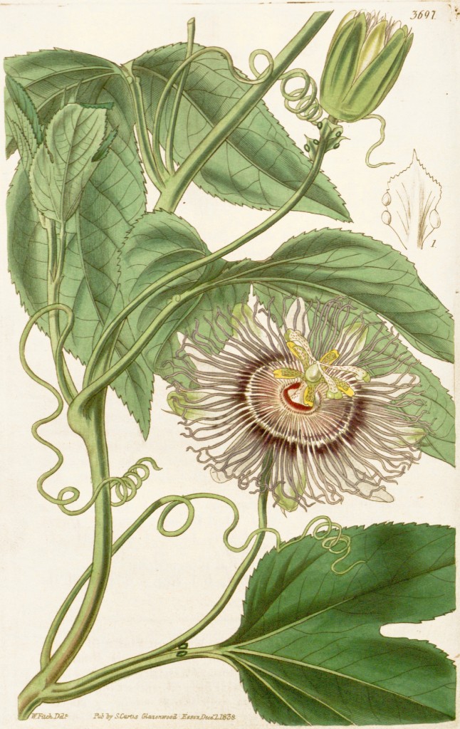 Yellow Fruited Virginia Passion Flower Botanical Illustration circa 1839 by Walter Hood Fitch (1817-1892)