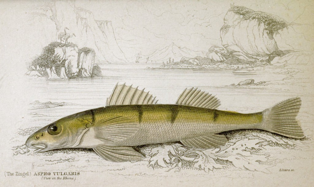 Zingel Fish and View of the Rhone by Sir William Jardine pub Lizars circa 1843