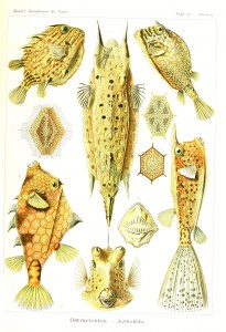 Ostraciidae Box Fish - Ostraciontes Illustration by Ernst Haeckell