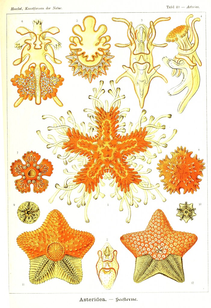 Sea Star - Asteridea Illustration by Ernst Haeckell from Kunstformen der Natur (1904)