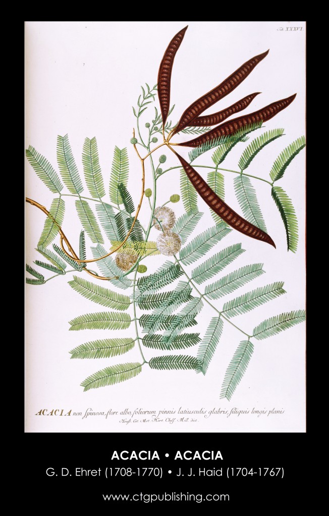 Acacia Illustration by Georg Dionysius Ehret