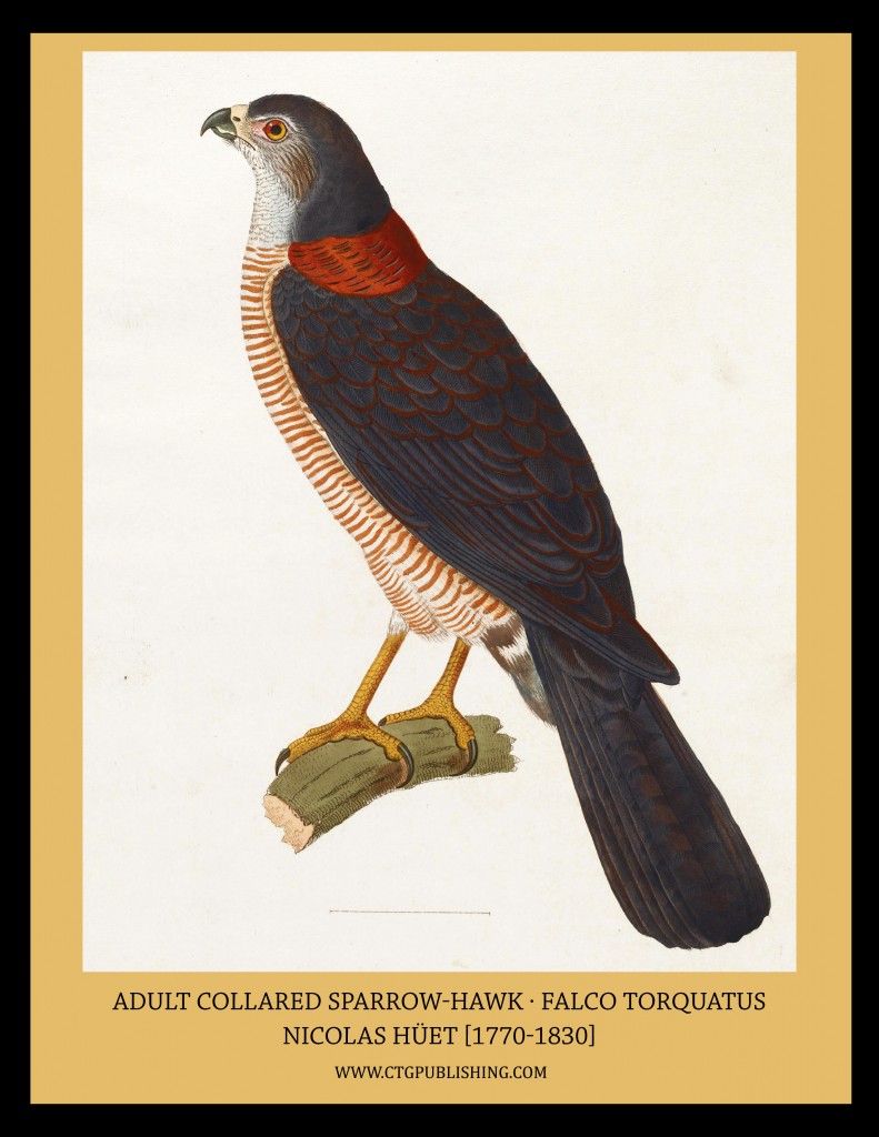 Adult Collared Sparrow-Hawk - Illustration by Nicolas Huet