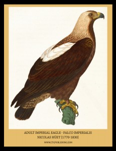 Adult Imperial Eagle - Illustration by Nicolas Huet
